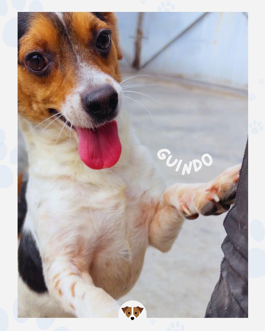 GUINDO (3/3)