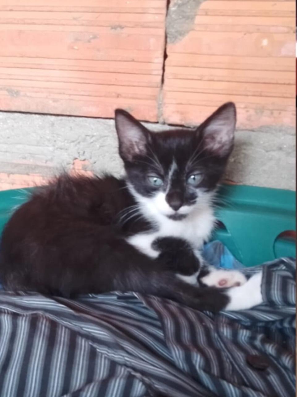 Lina Bonita, Atenas, Olash +1 (11/19)