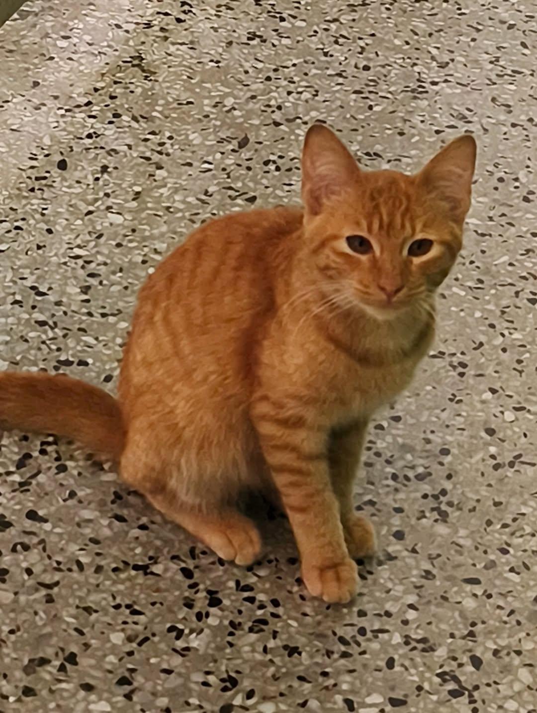 Lina Bonita, Atenas, Olash +1 (15/19)
