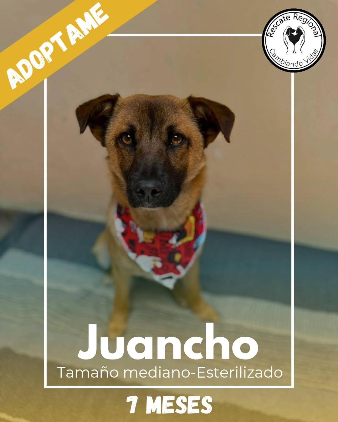 Juancho (1/7)