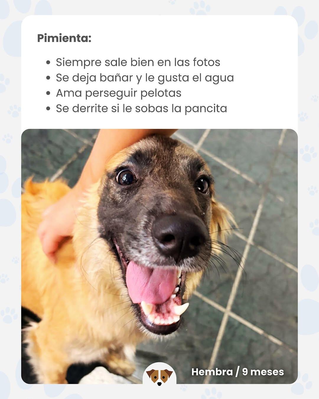 PIMIENTA (2/3)