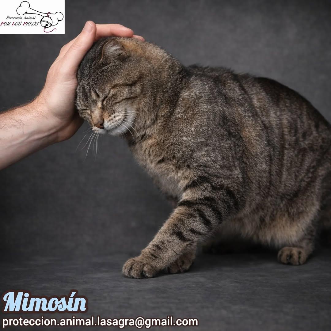 Mimosín (1/8)