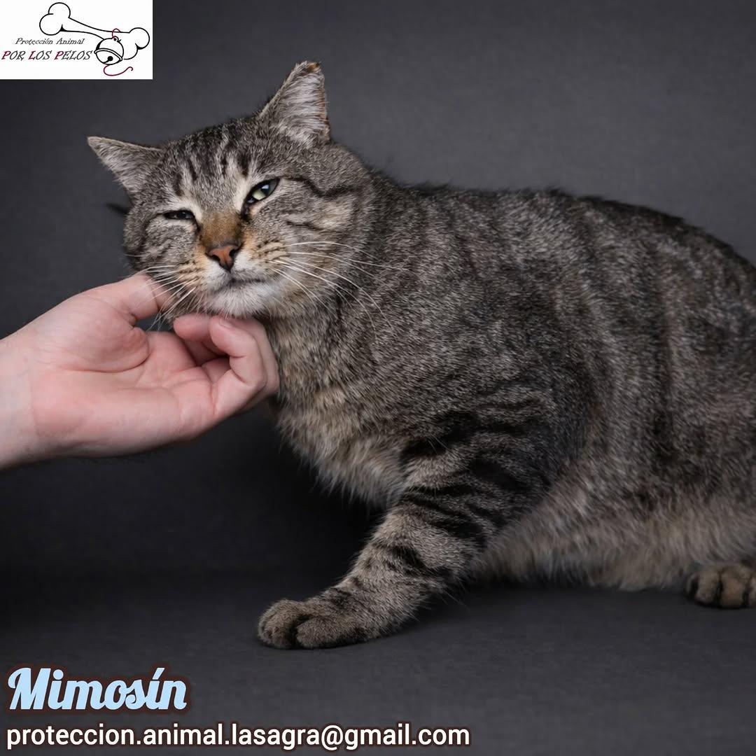 Mimosín (3/8)