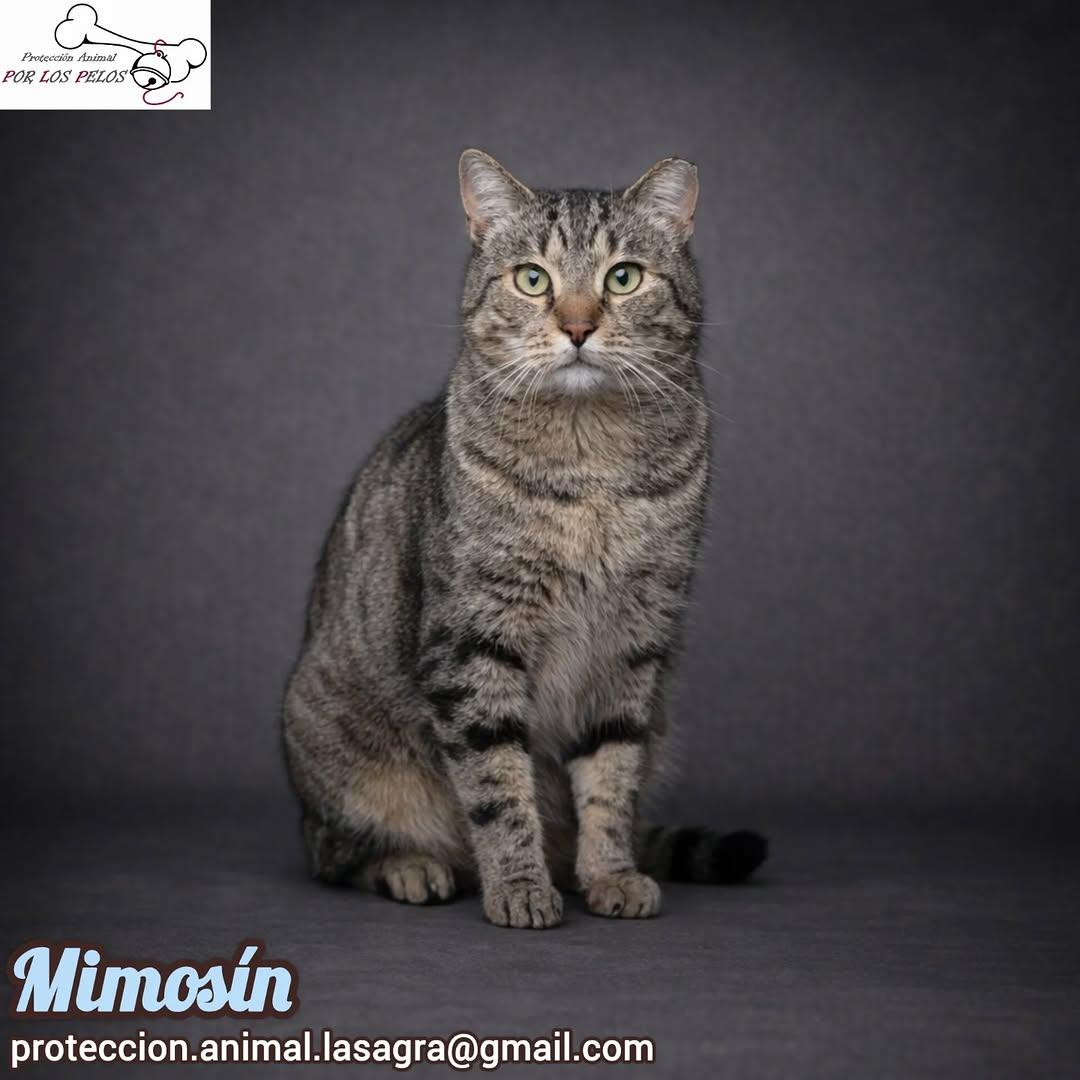 Mimosín (4/8)