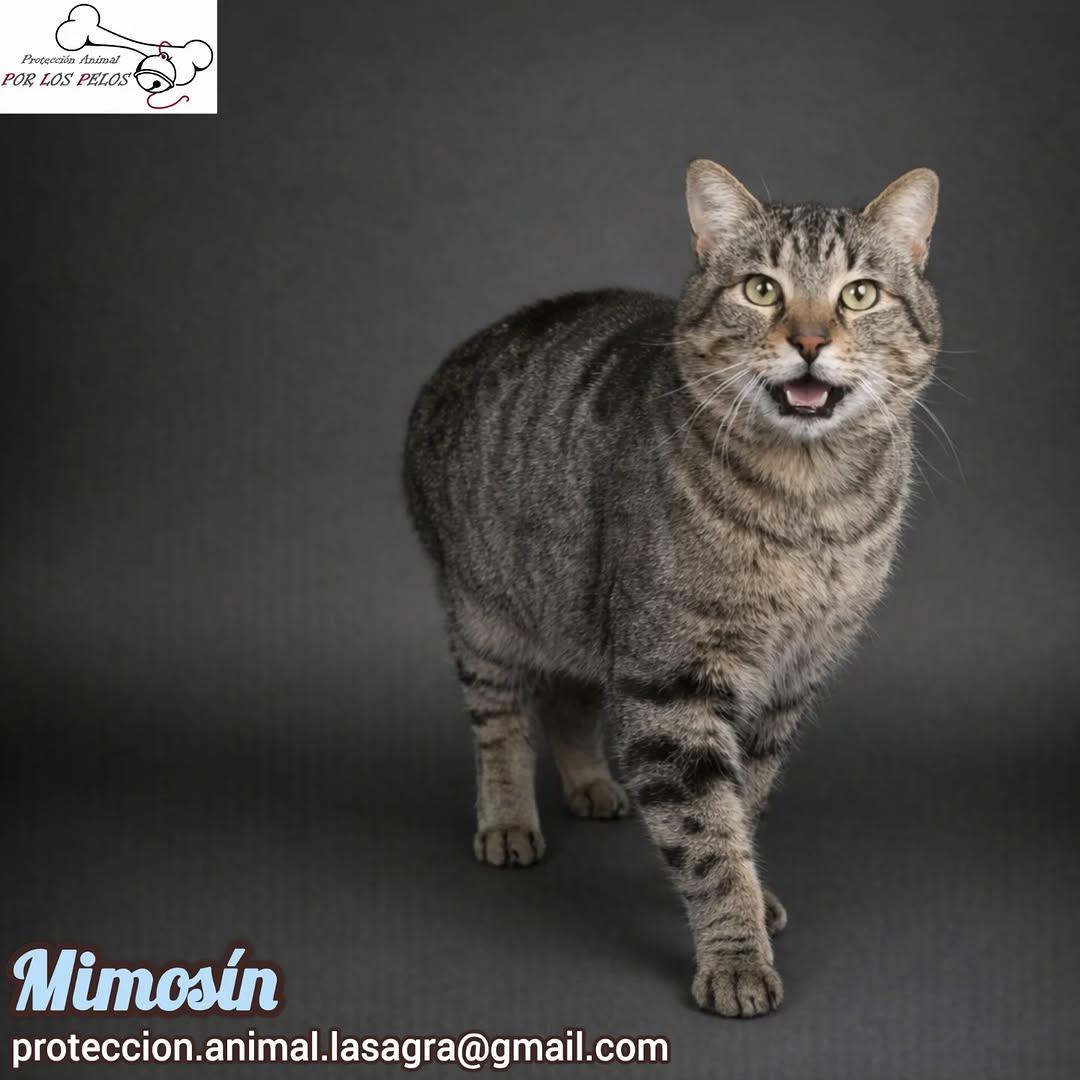 Mimosín (5/8)