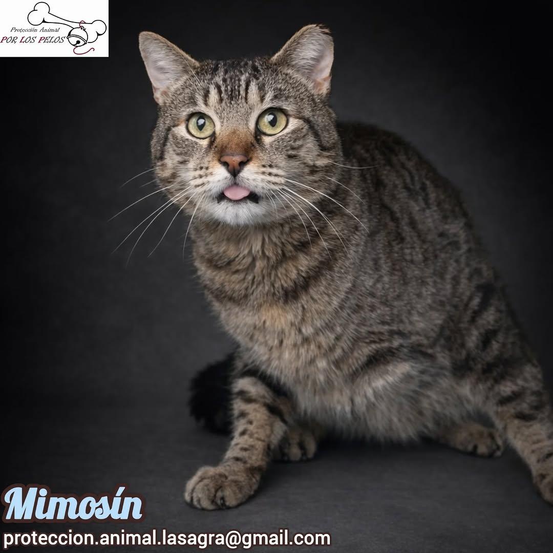 Mimosín (6/8)