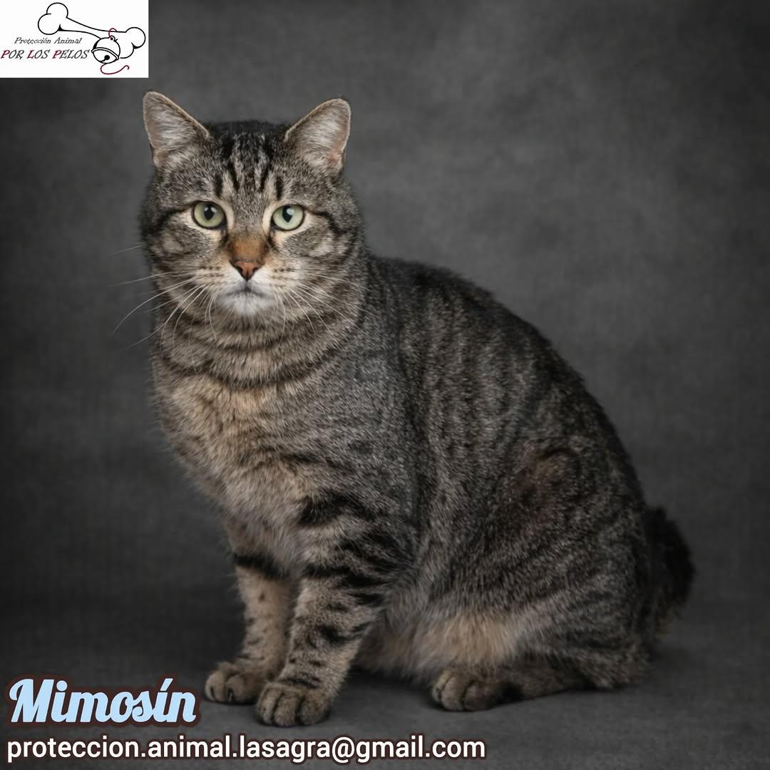 Mimosín (7/8)