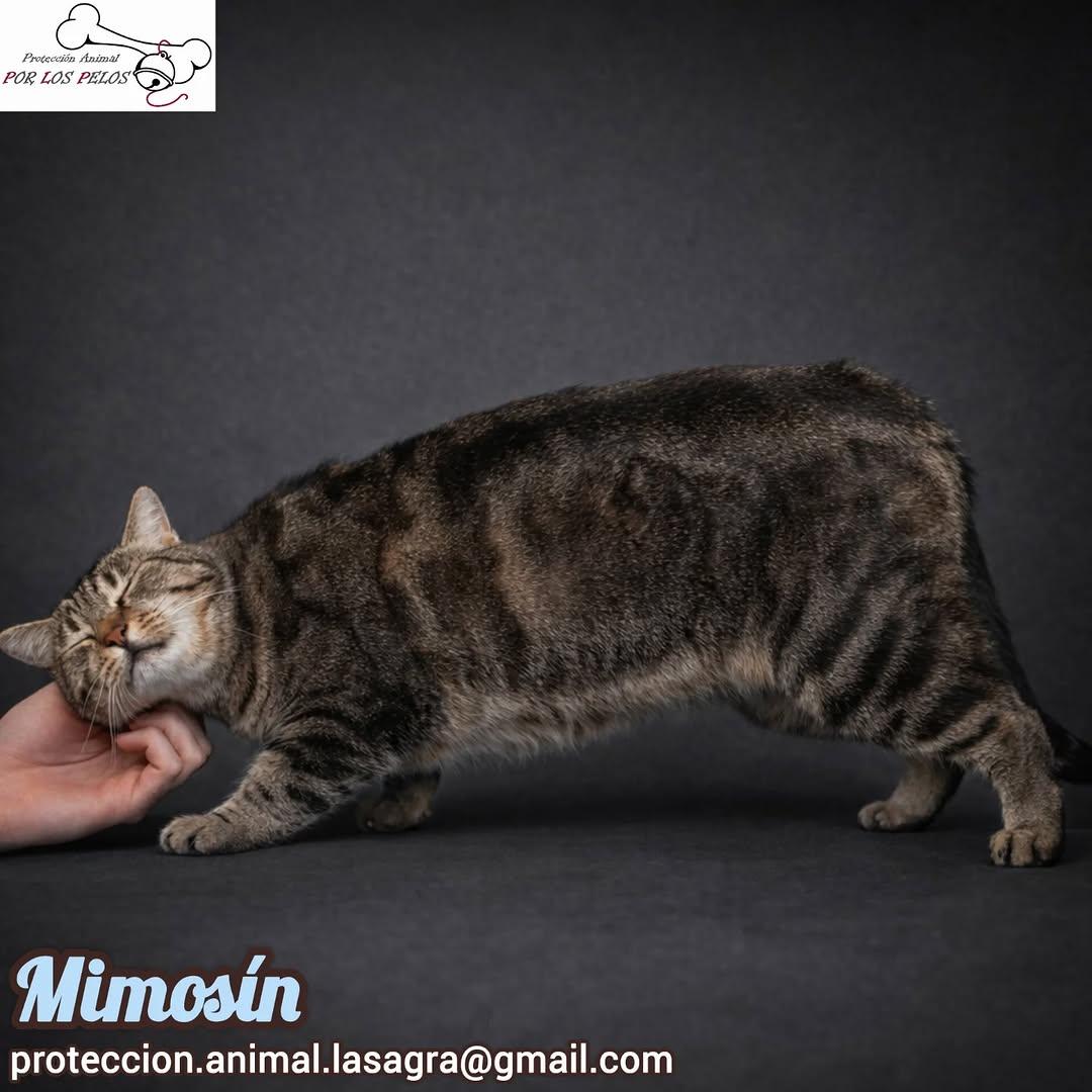 Mimosín (8/8)