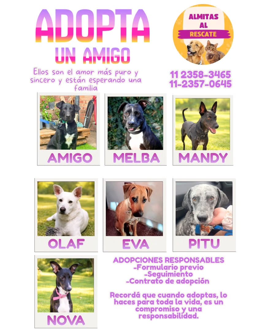 Amigo, Melba, Mandy +4