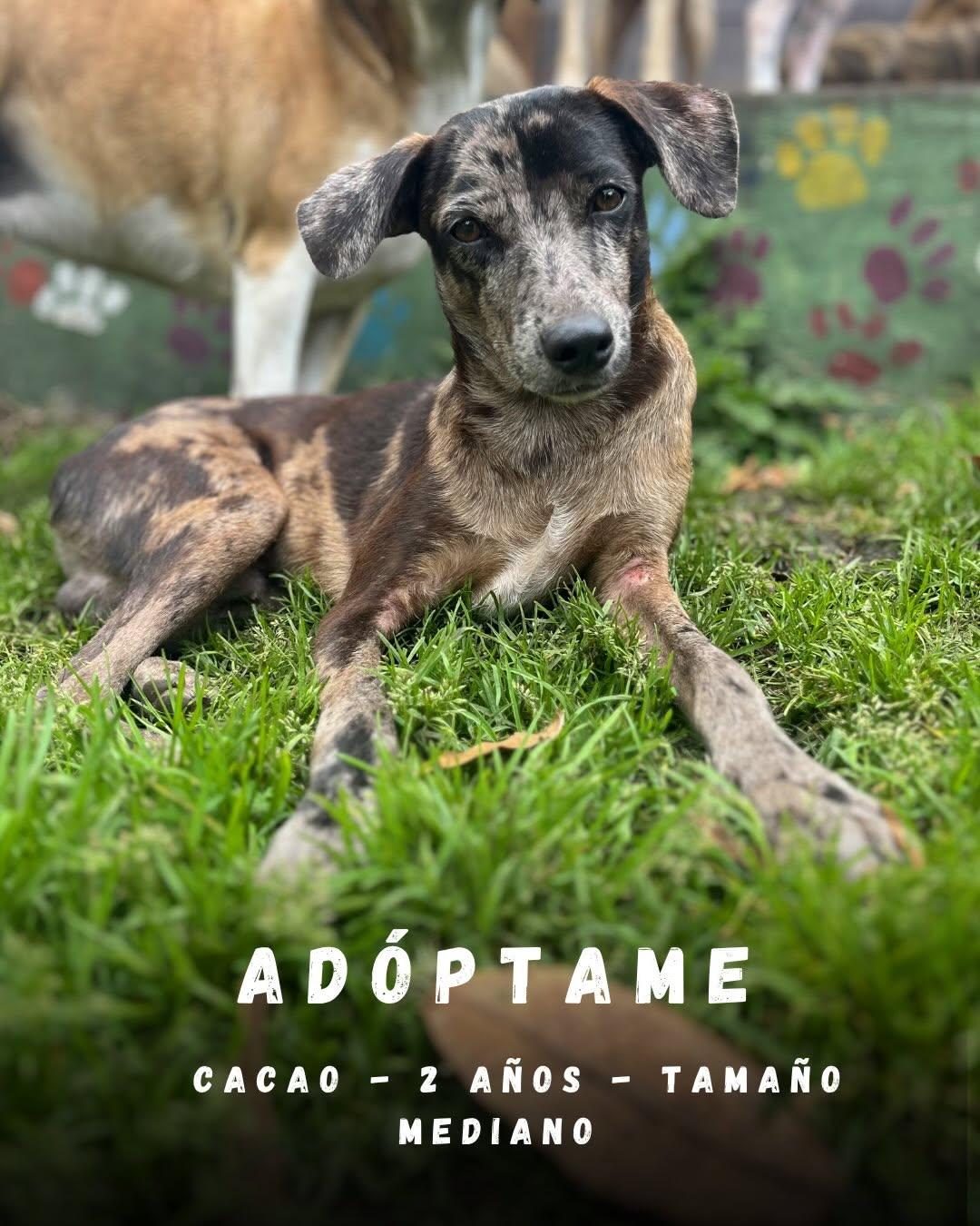 Cacao (1/11)