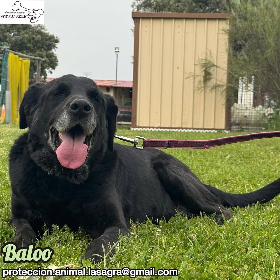 Baloo (1/11)