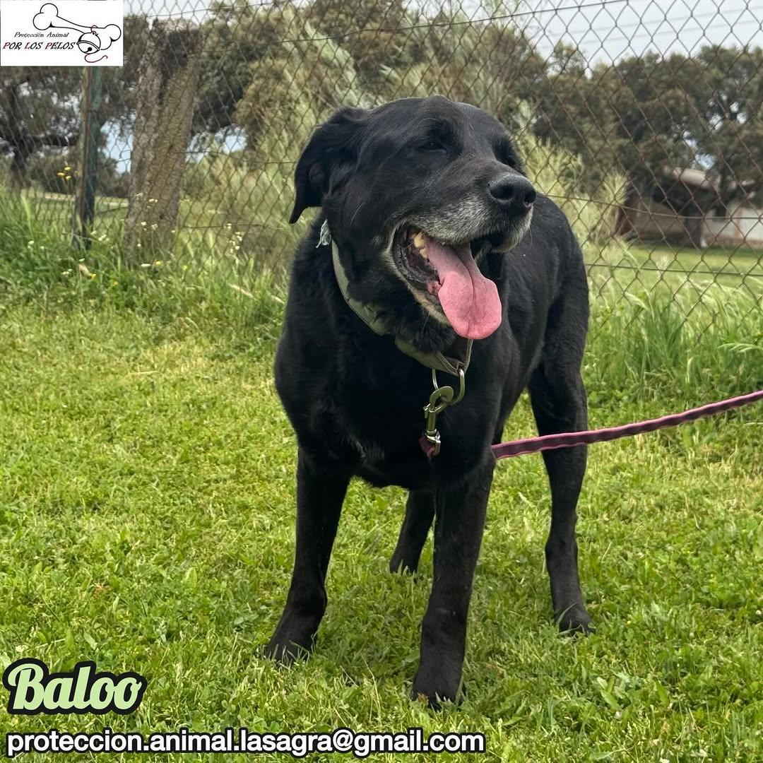Baloo (11/11)