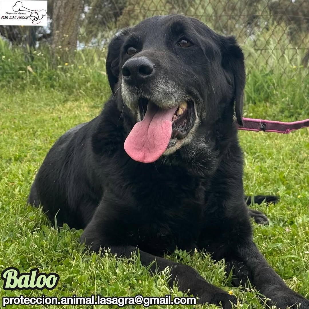 Baloo (3/11)