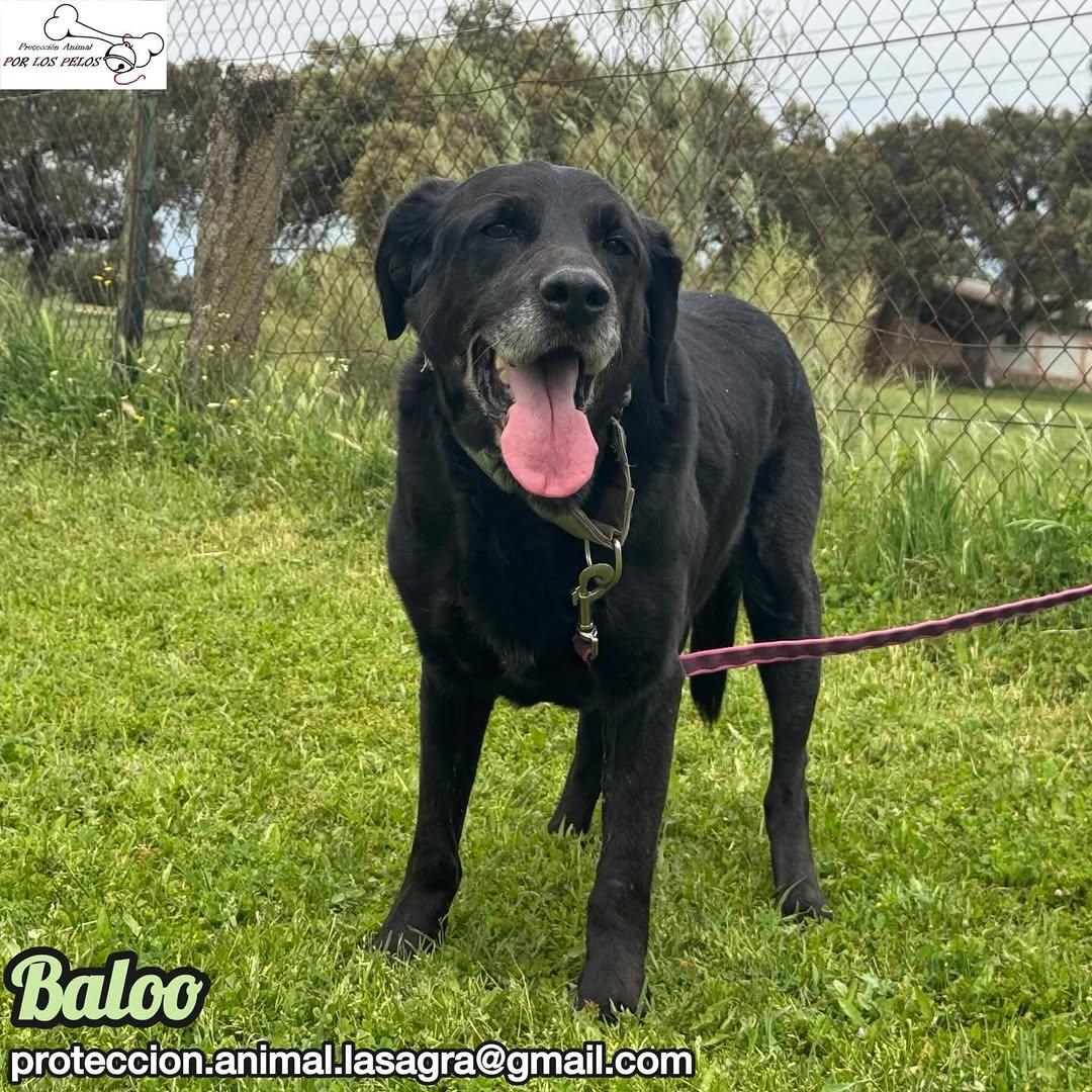 Baloo (4/11)