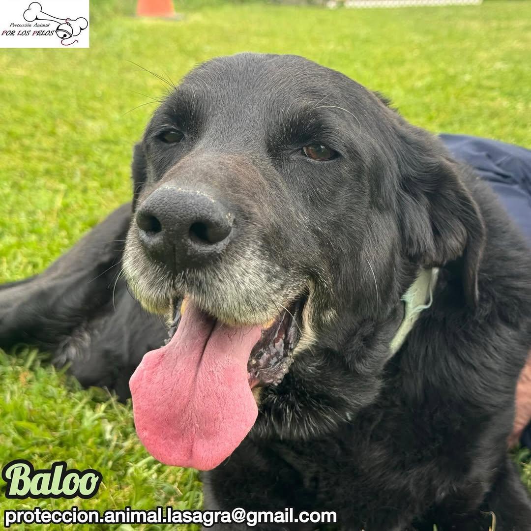 Baloo (5/11)