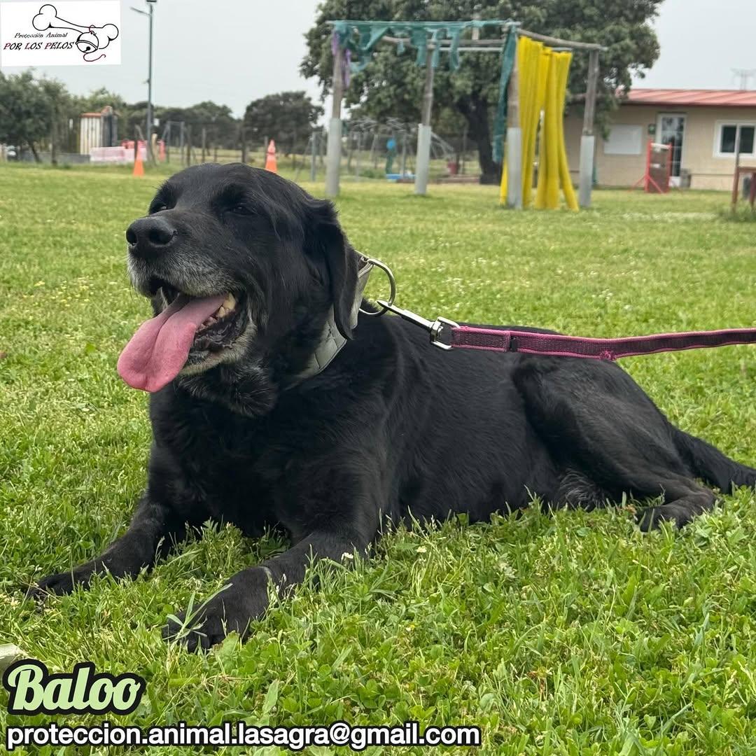 Baloo (6/11)
