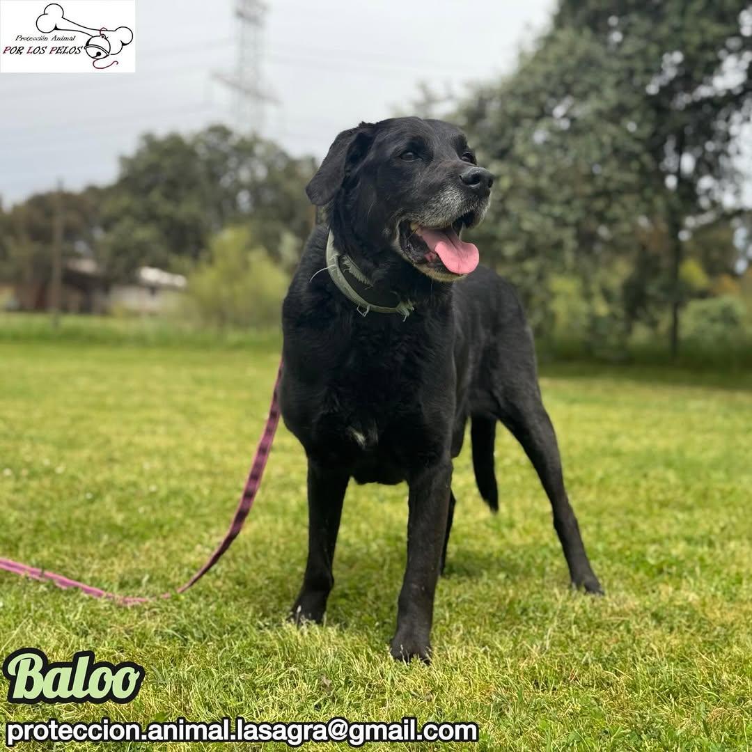 Baloo (7/11)