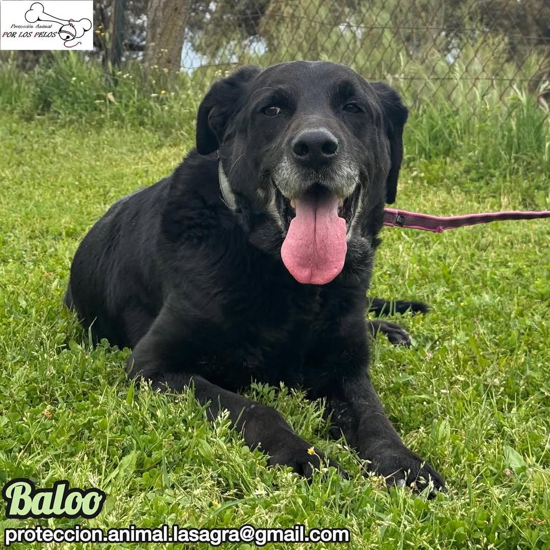Baloo (8/11)