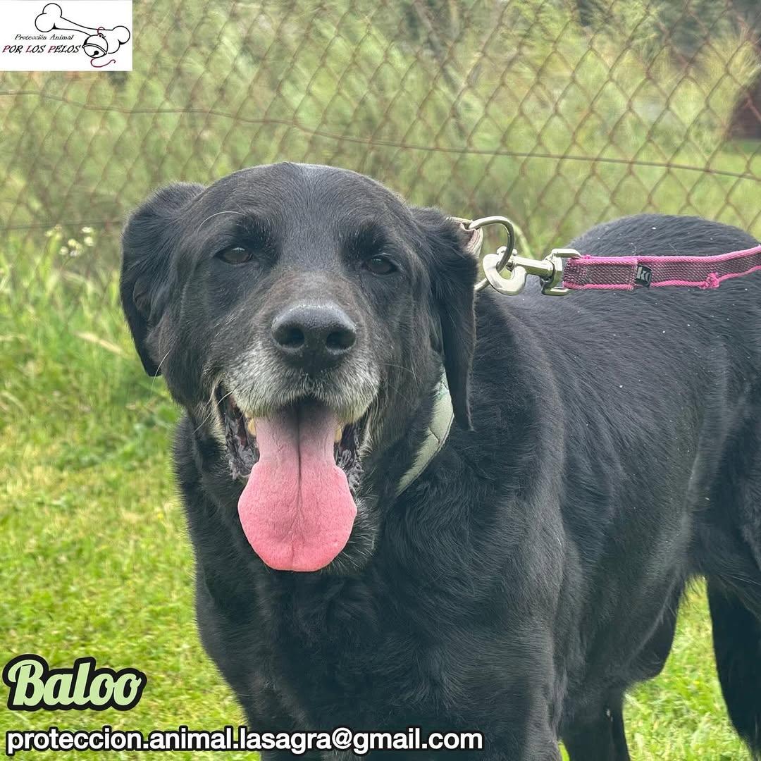 Baloo (9/11)
