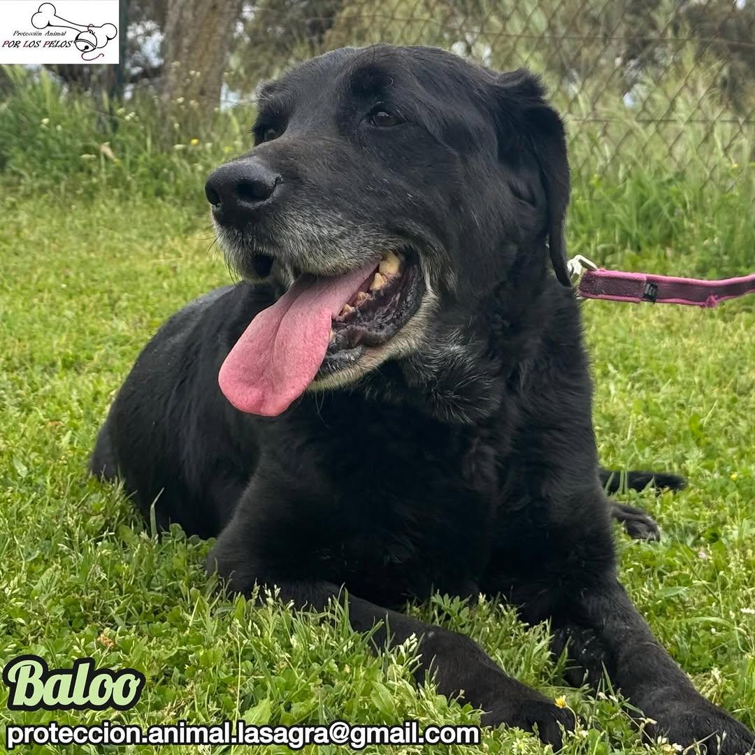 Baloo (10/11)