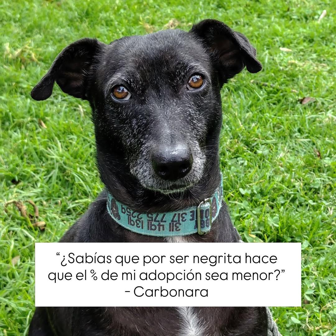 Carbonara (1/5)