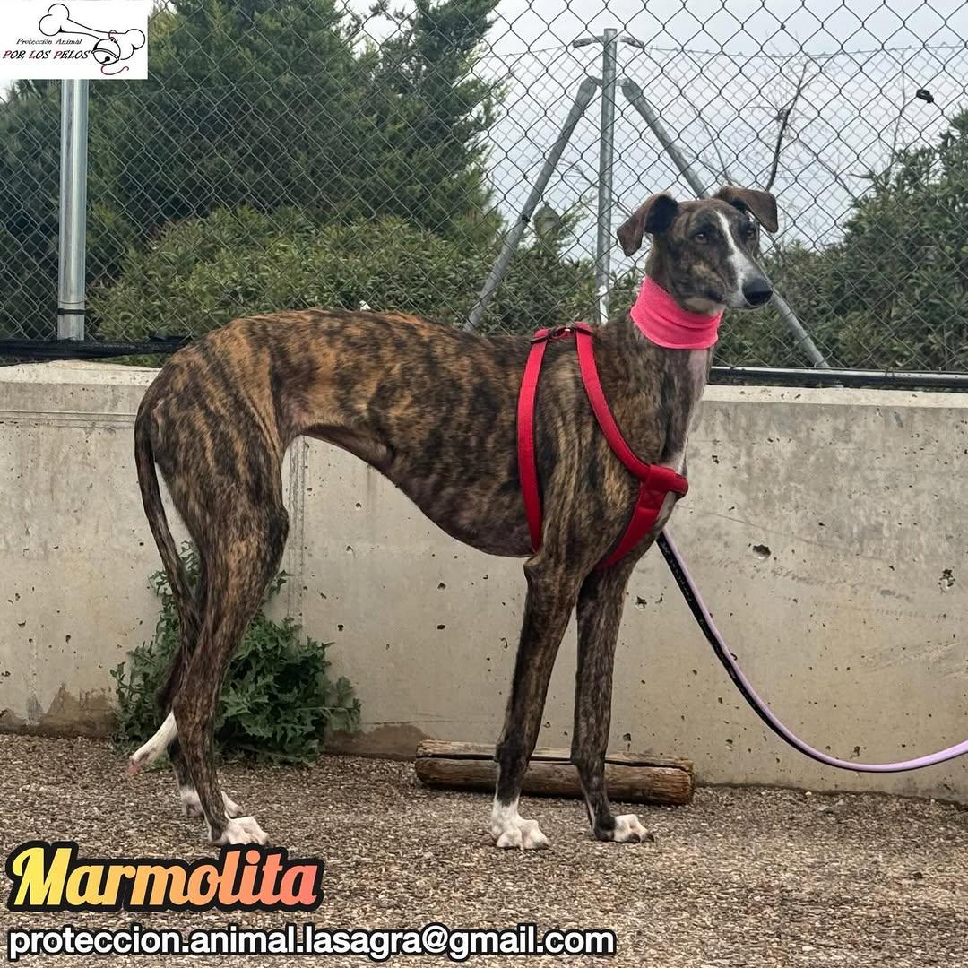 Marmolita (2/12)
