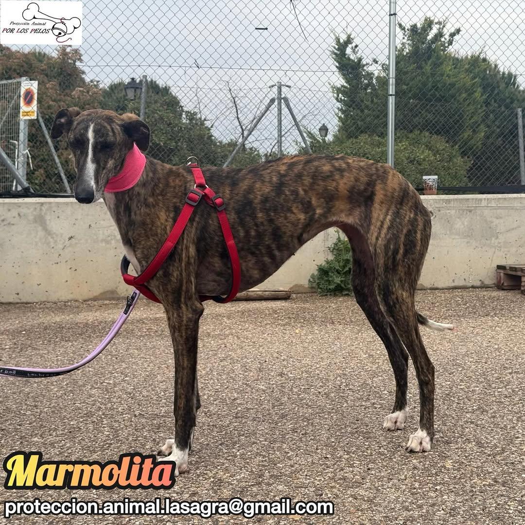 Marmolita (11/12)