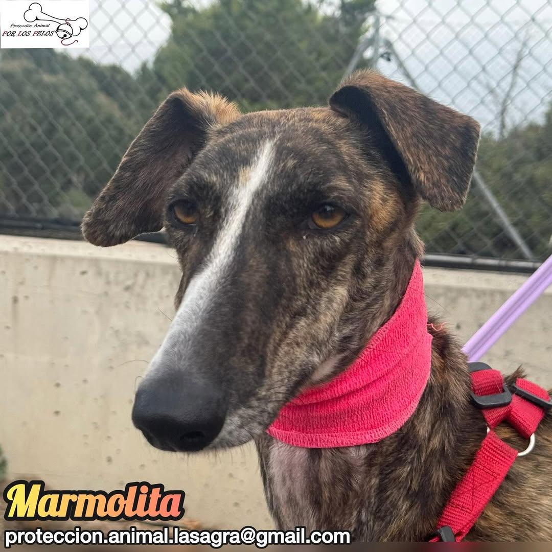 Marmolita (12/12)