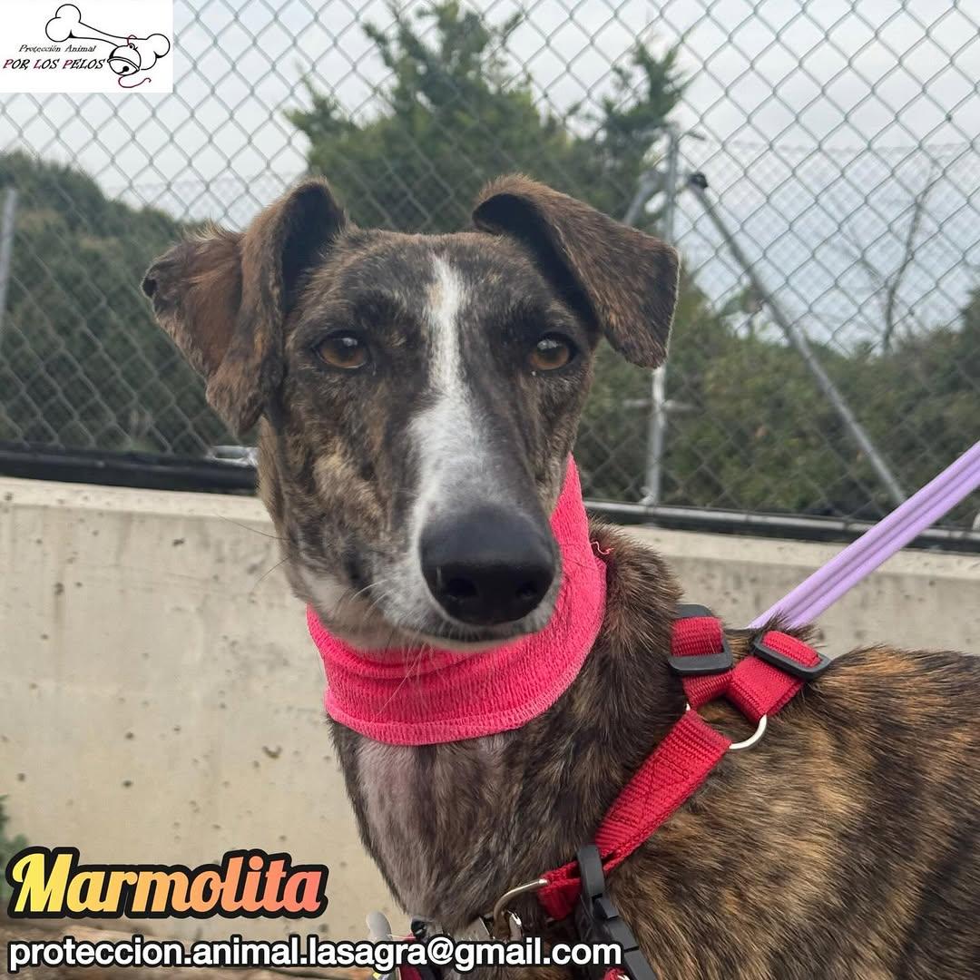 Marmolita (3/12)