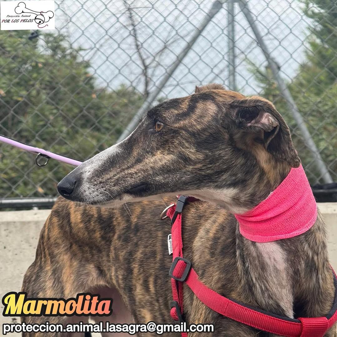 Marmolita (4/12)