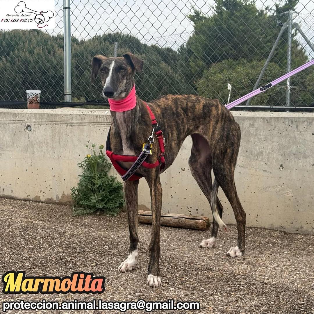 Marmolita (5/12)