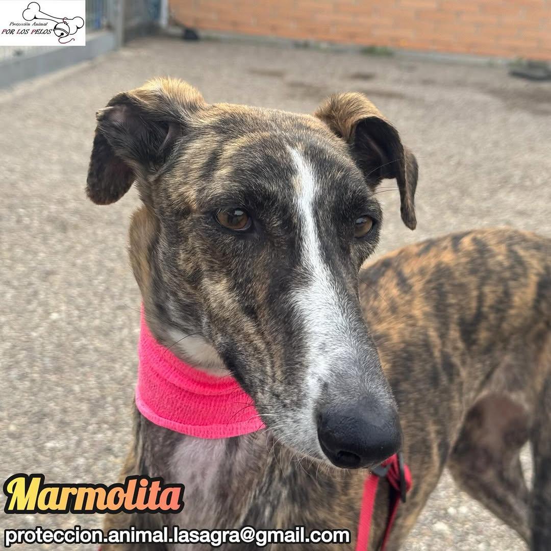 Marmolita (7/12)