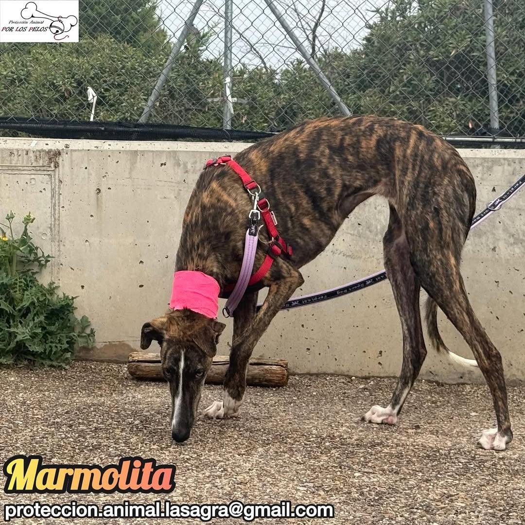 Marmolita (8/12)