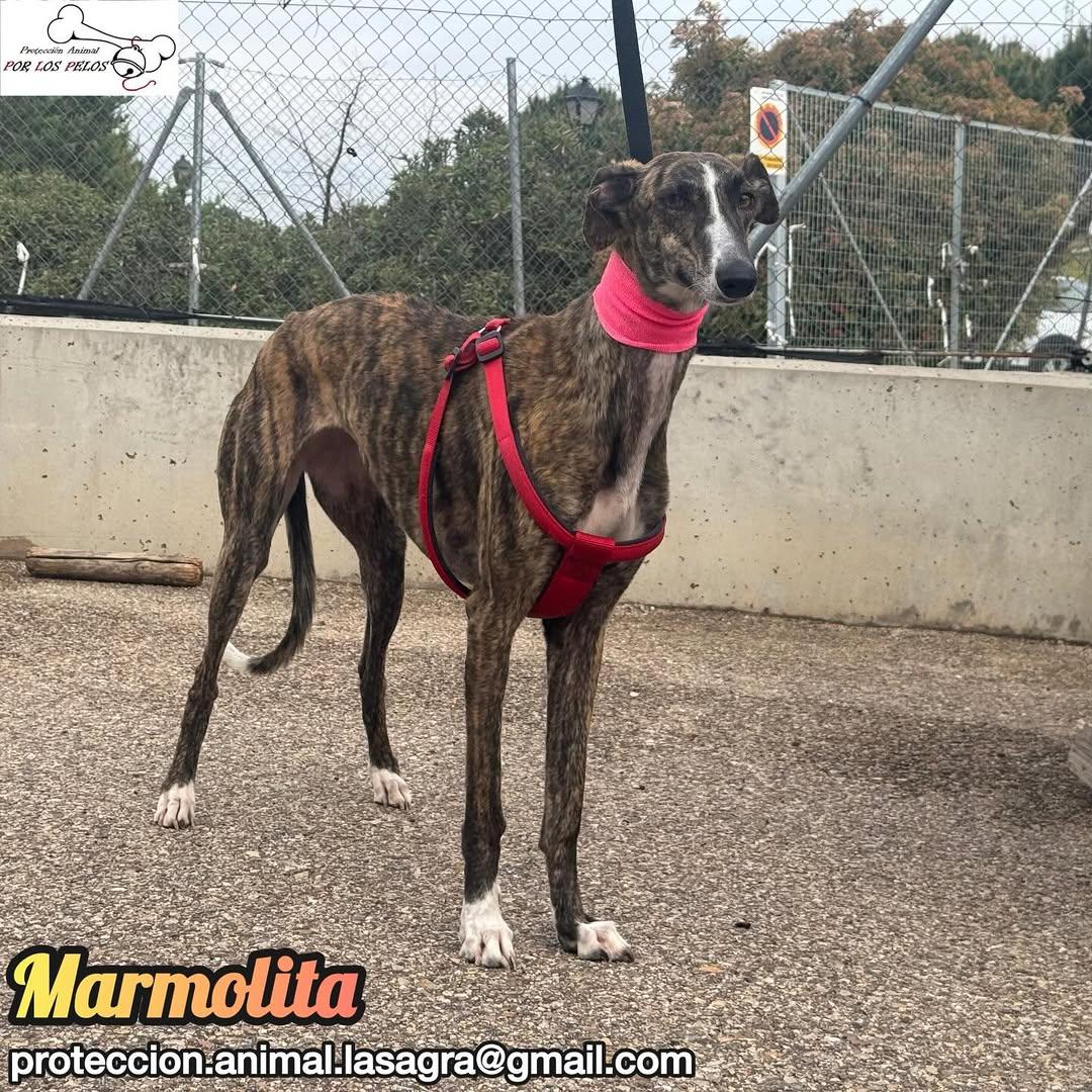 Marmolita (9/12)