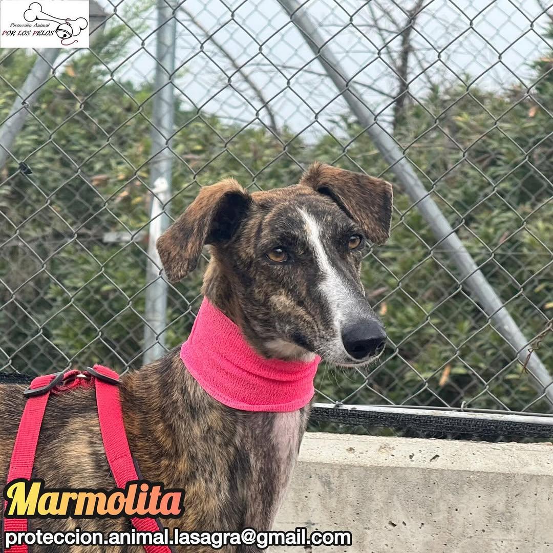 Marmolita (10/12)
