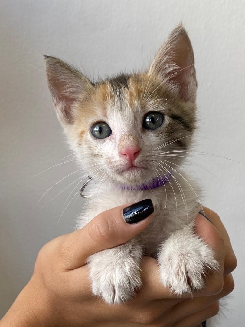Lina Bonita, Atenas (2/11)