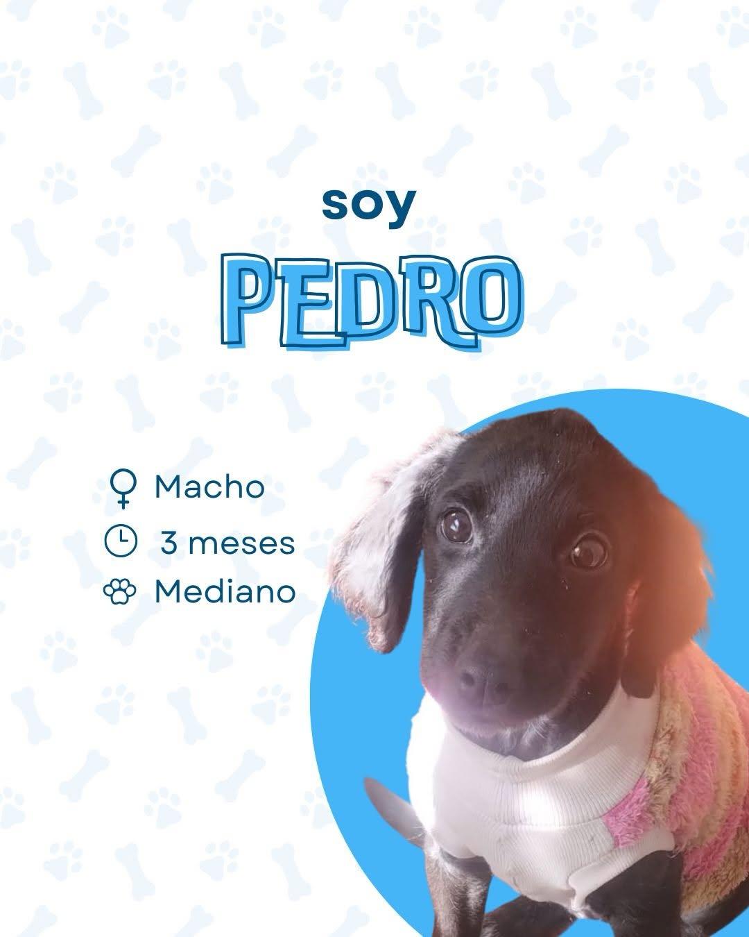 Picapiedra (3/5)