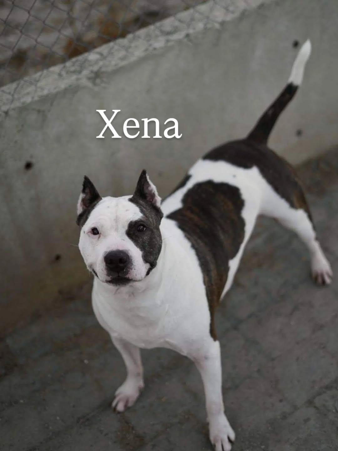 Xena (1/20)