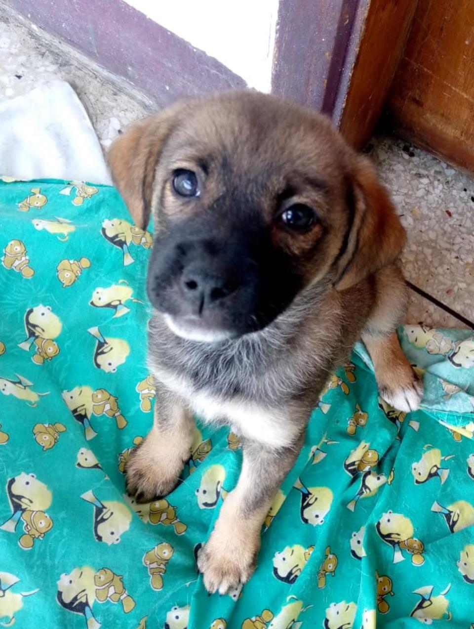 Muñeca, Canela, Canelita +2 (1/12)