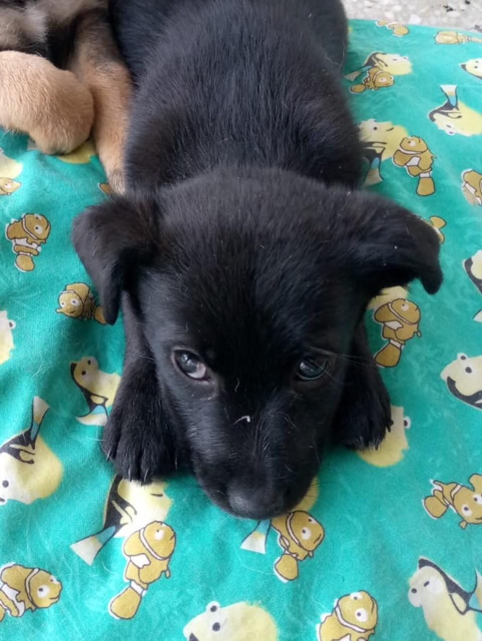 Muñeca, Canela, Canelita +2 (2/12)