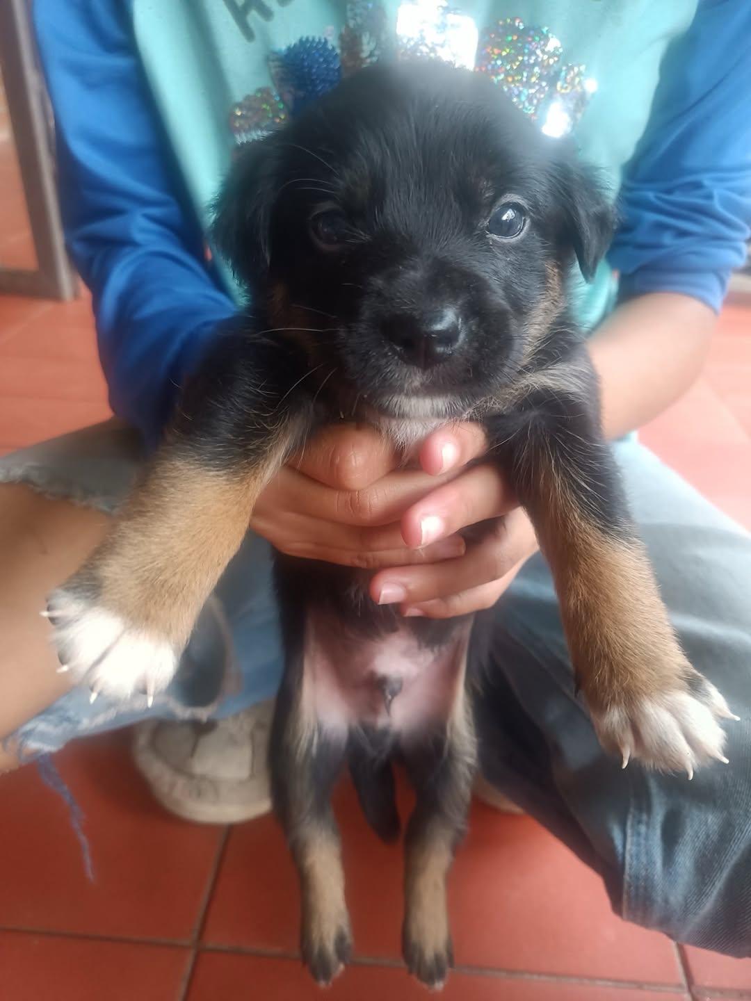 Muñeca, Canela, Canelita +2 (11/12)