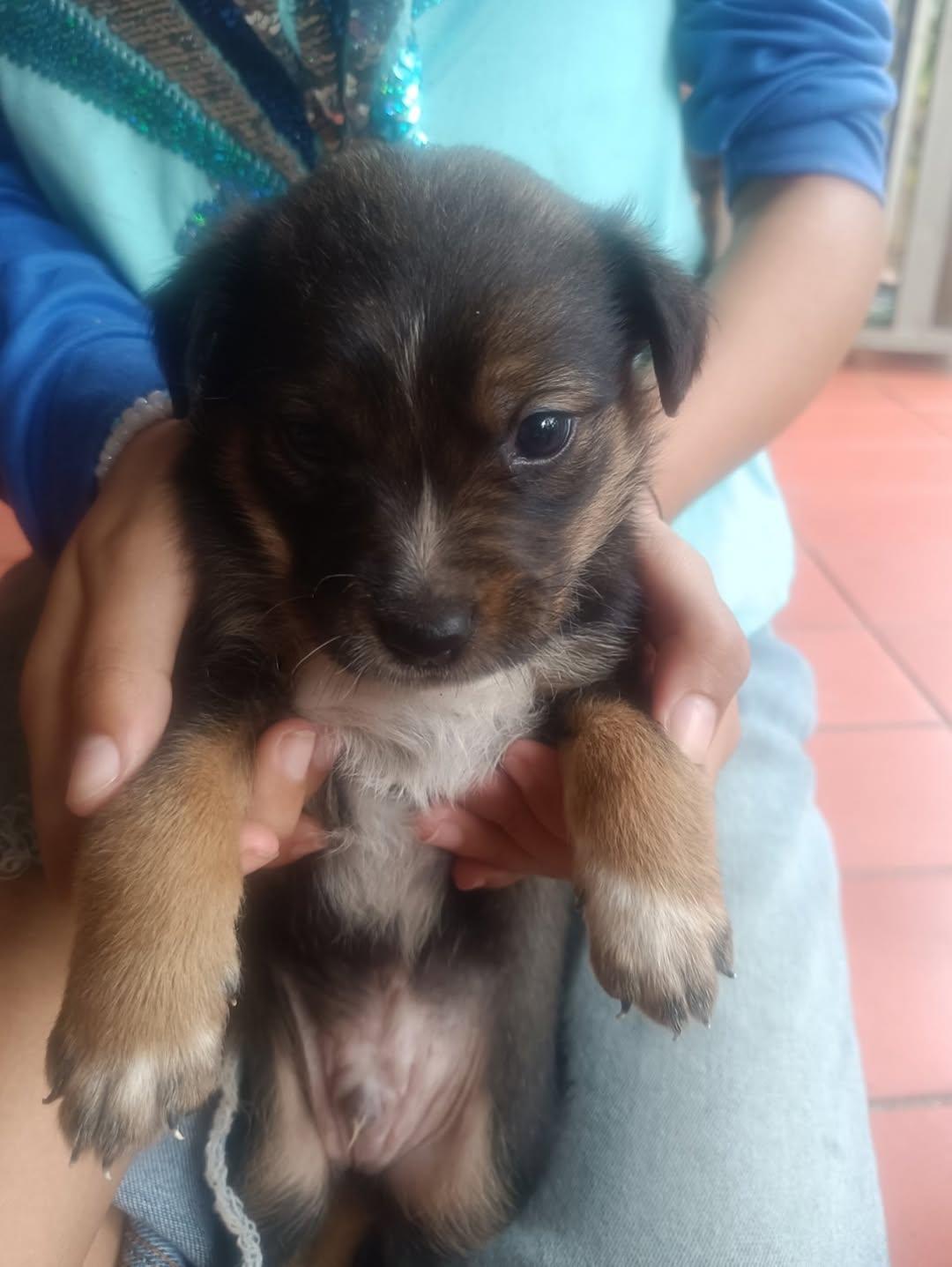 Muñeca, Canela, Canelita +2 (12/12)