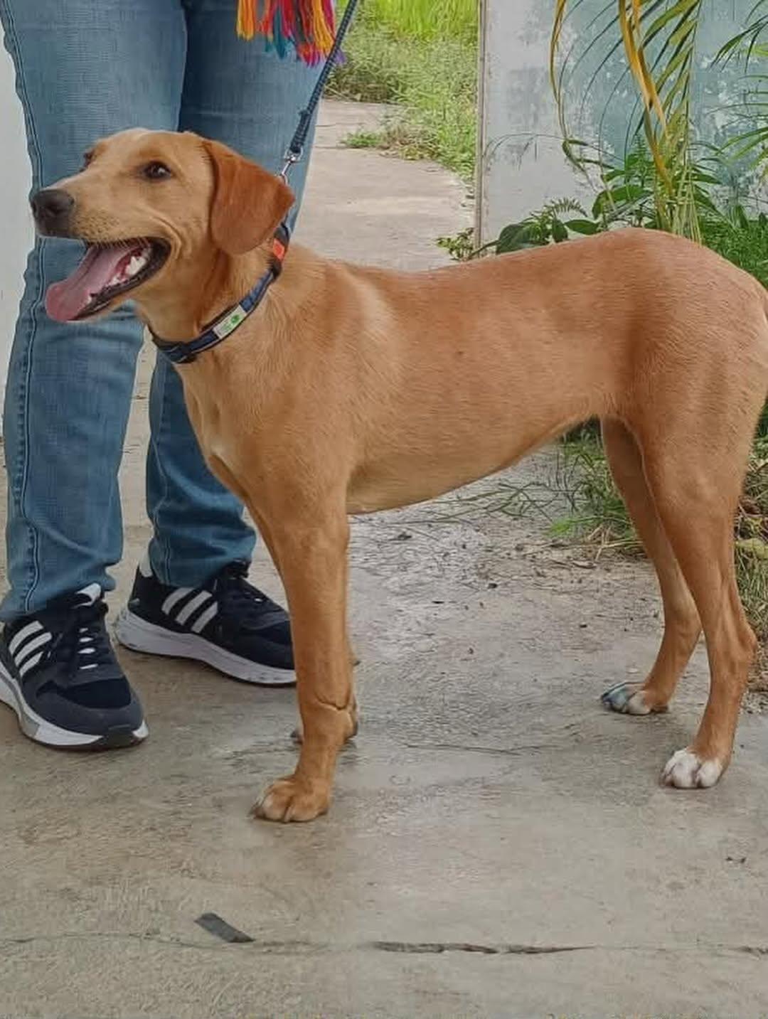 Muñeca, Canela, Canelita +2 (3/12)