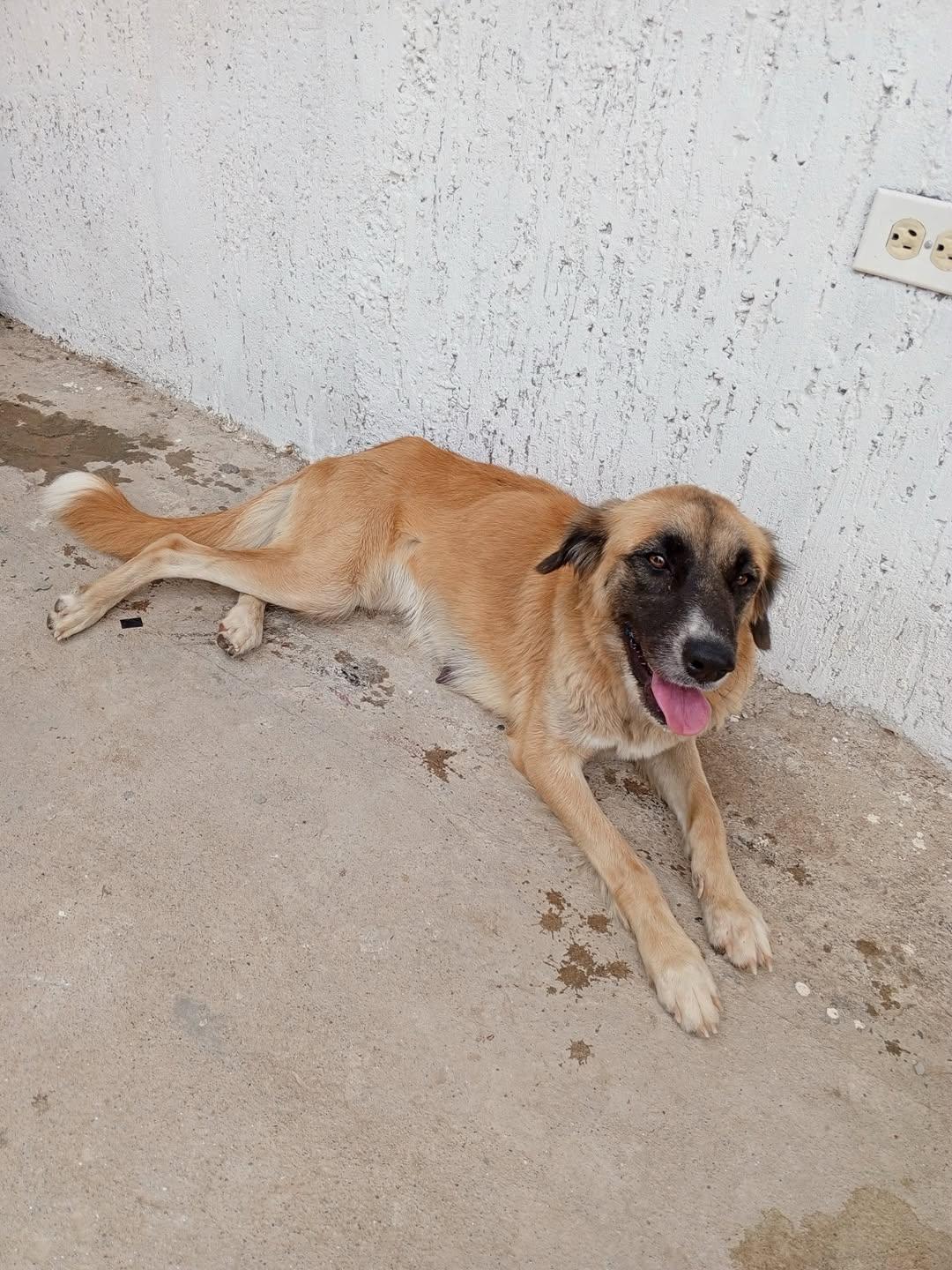 Muñeca, Canela, Canelita +2 (4/12)