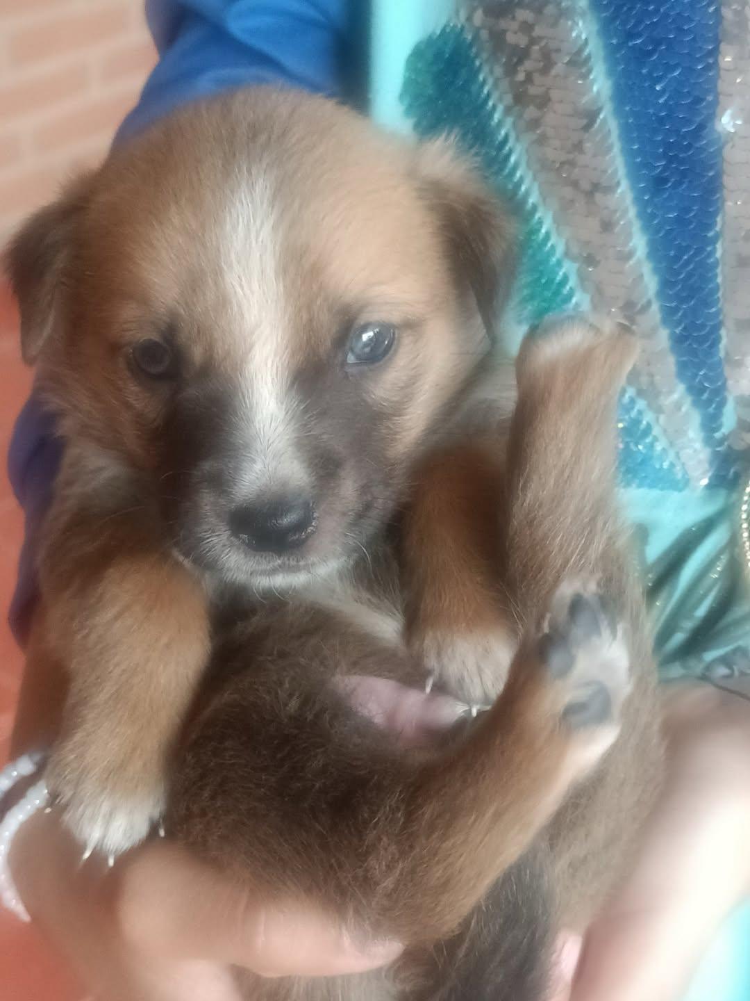 Muñeca, Canela, Canelita +2 (6/12)