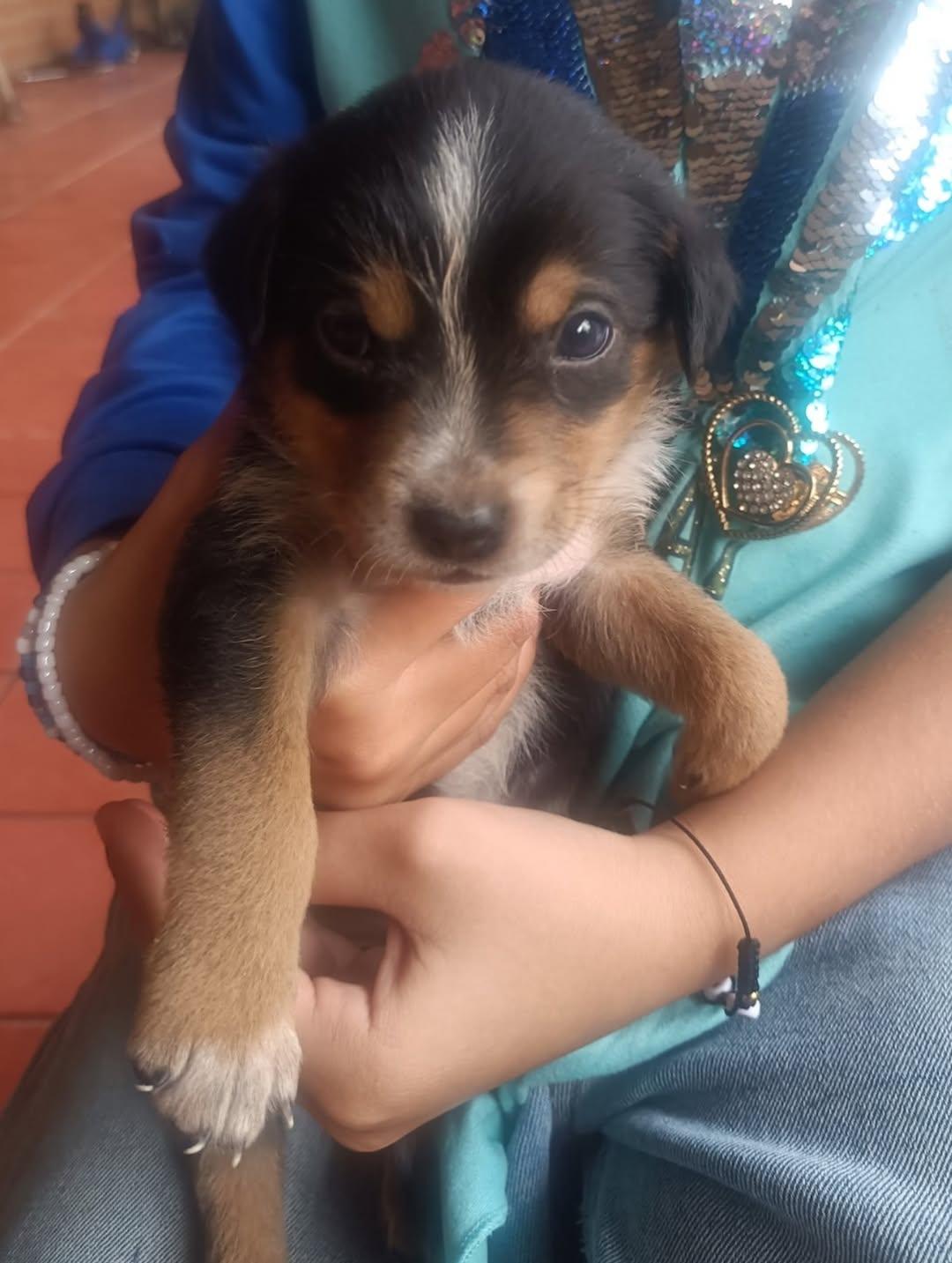 Muñeca, Canela, Canelita +2 (7/12)