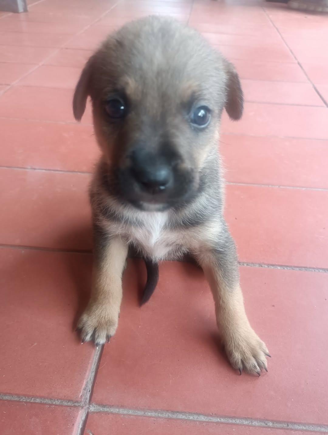 Muñeca, Canela, Canelita +2 (8/12)