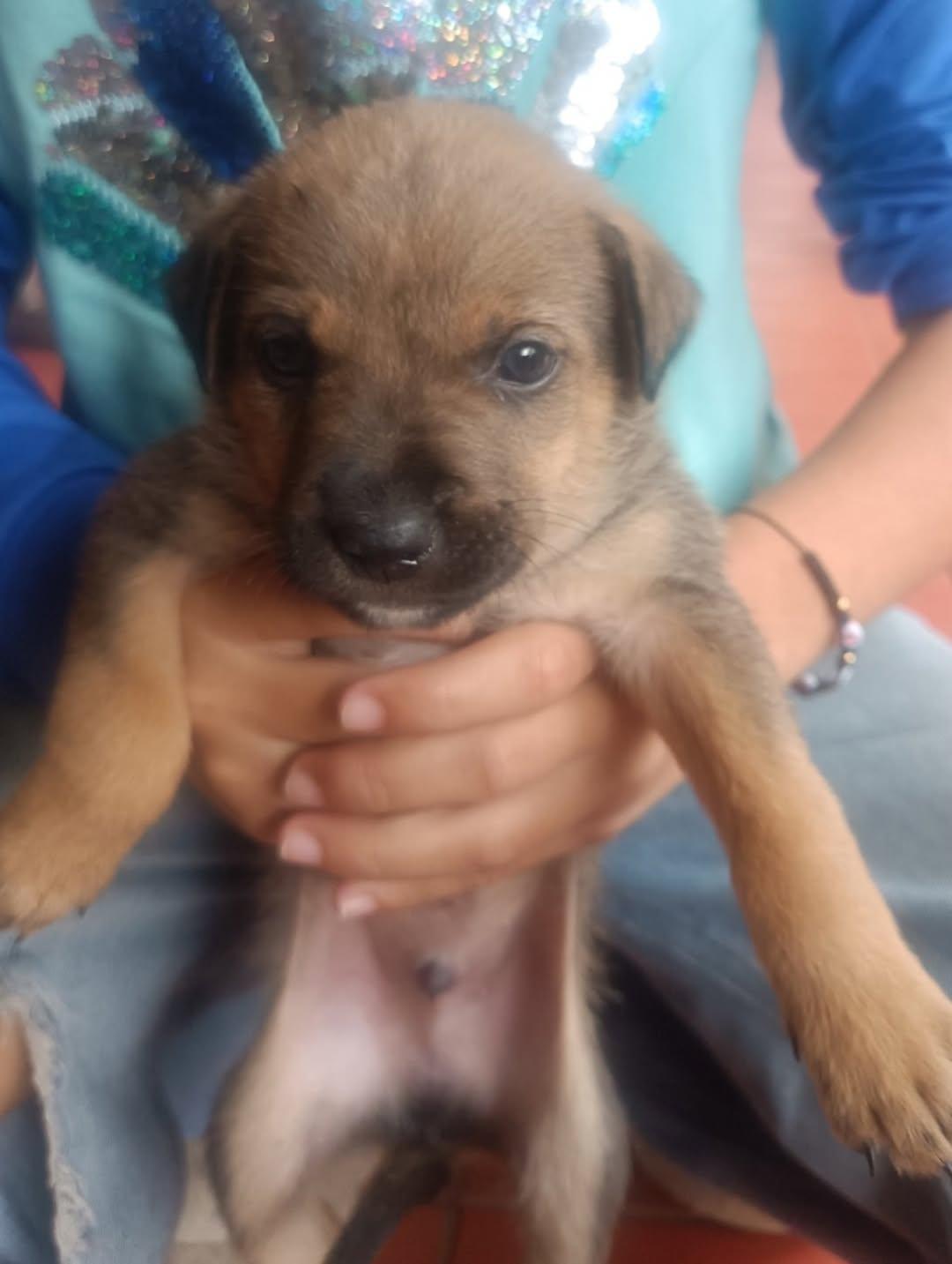 Muñeca, Canela, Canelita +2 (9/12)