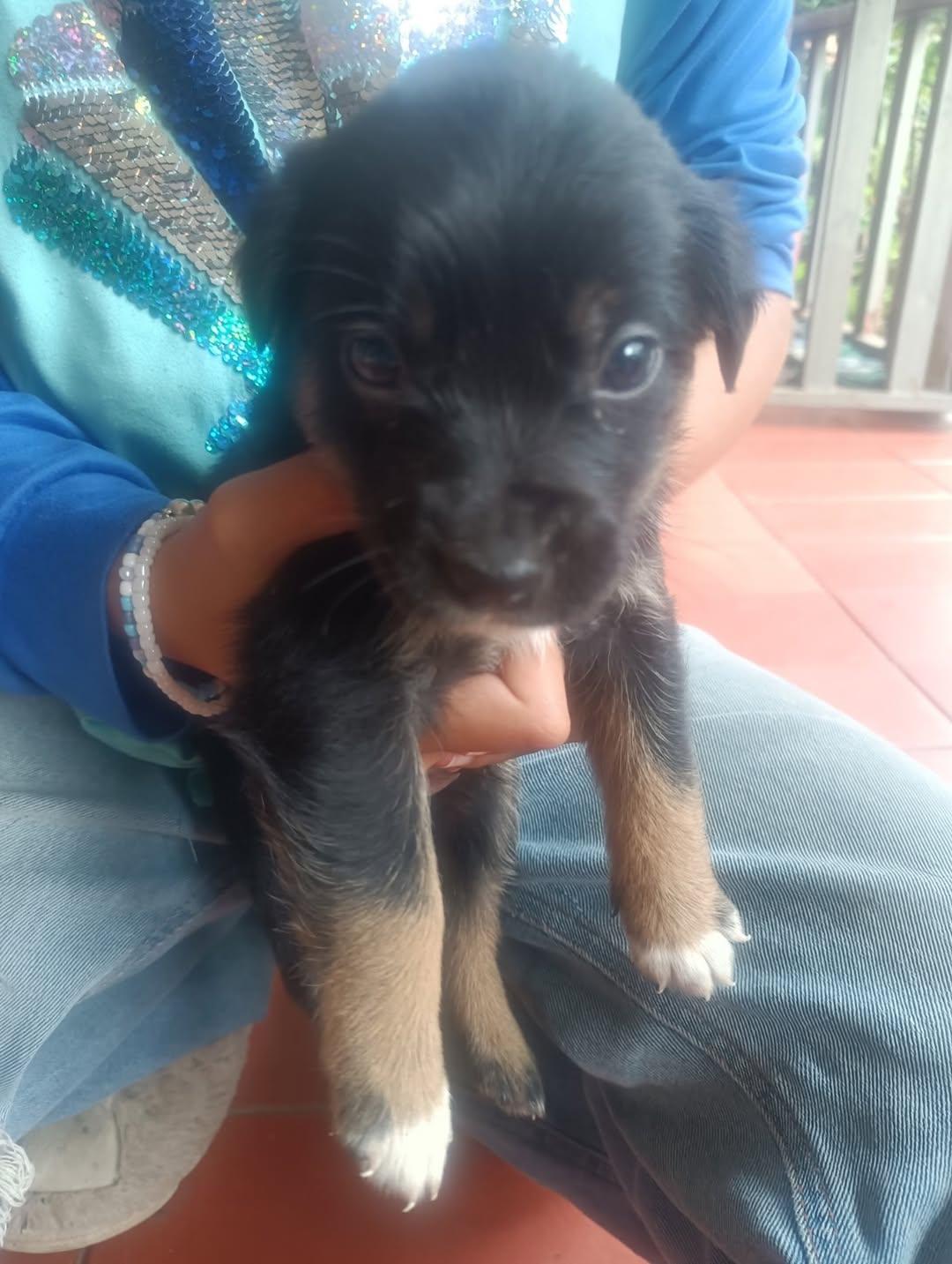 Muñeca, Canela, Canelita +2 (10/12)