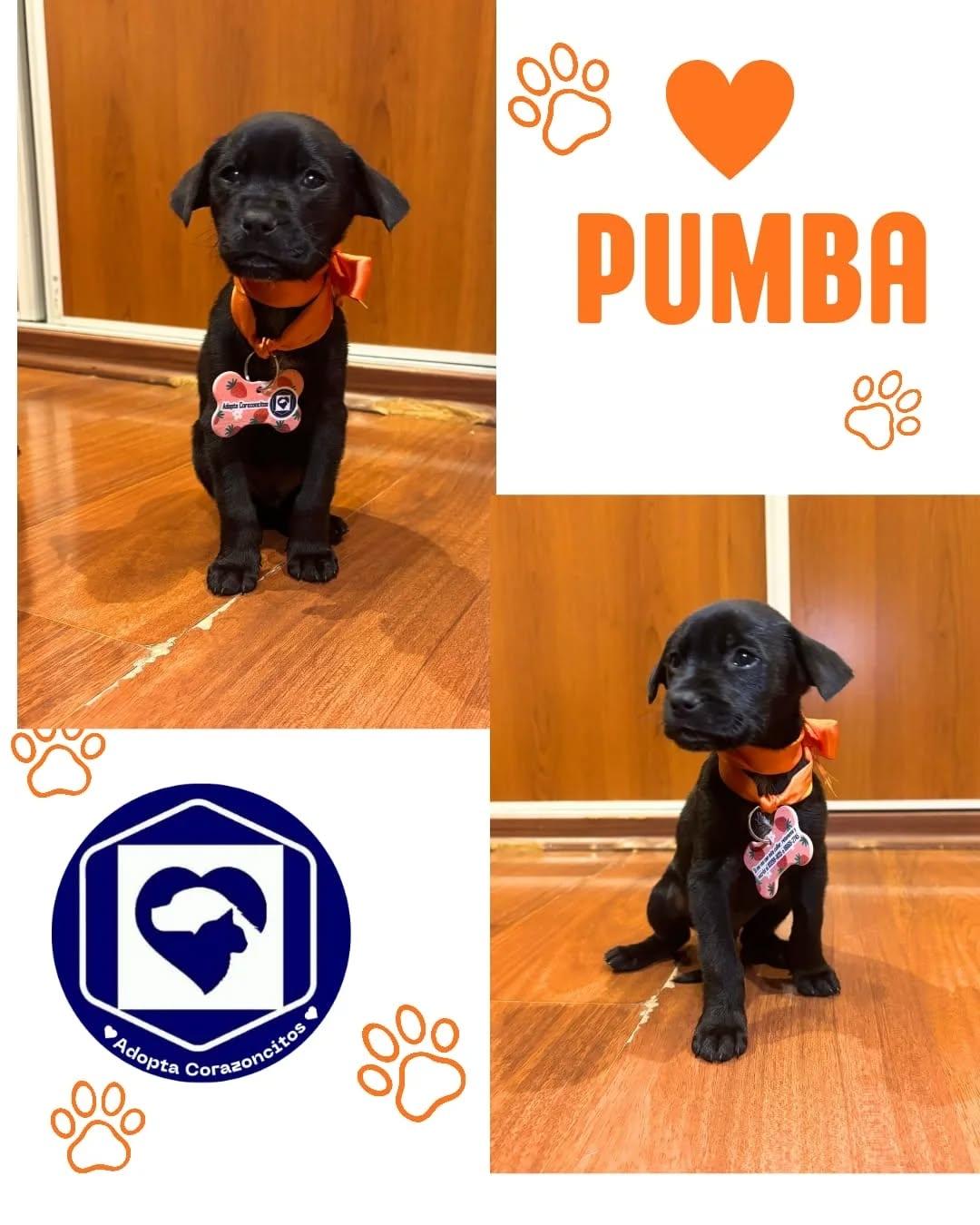 Pumba (1/4)
